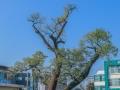 동부리 회화나무 보호수 썸네일 이미지