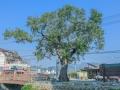 동부리 회화나무 보호수 썸네일 이미지