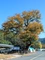 용천리 느티나무 보호수 썸네일 이미지