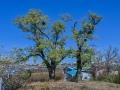 안촌리 회화나무 썸네일 이미지